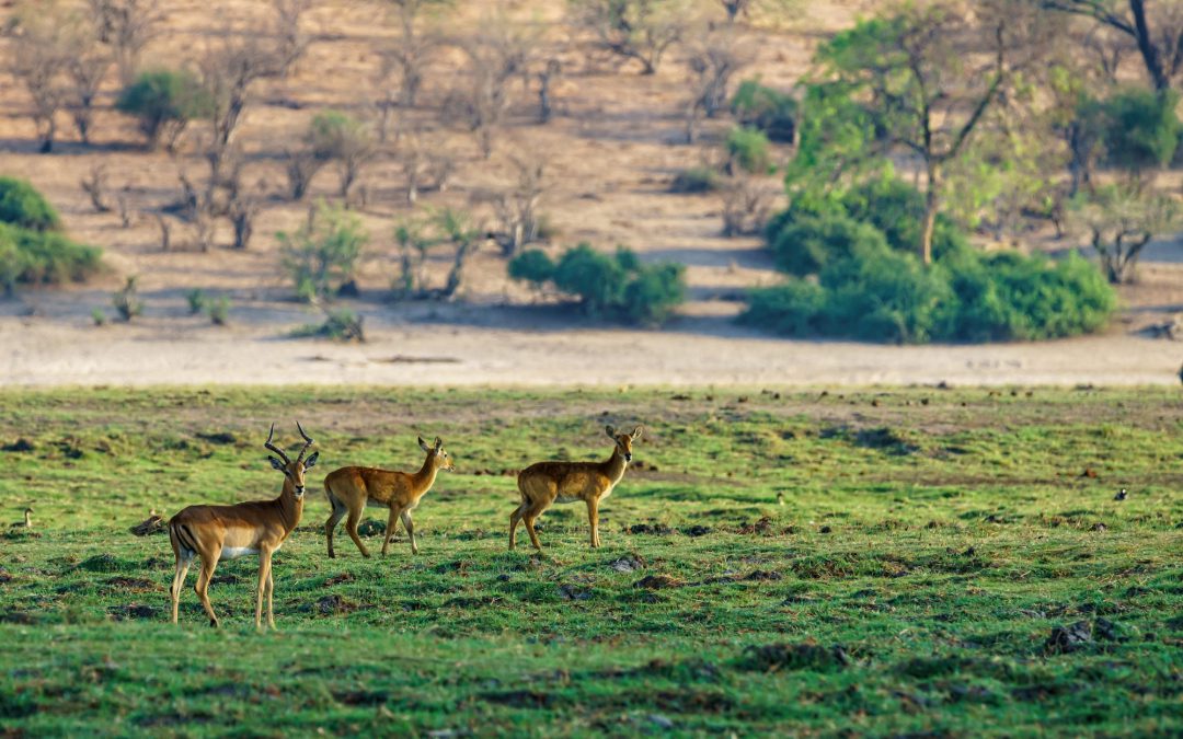 When to Visit South Africa: Month-by-Month Guide | Avula Safaris