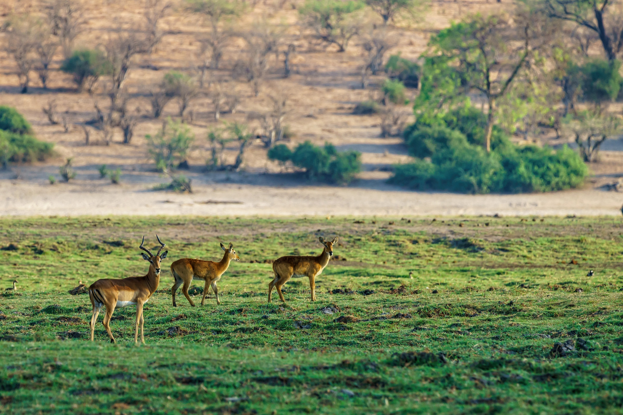 beautiful-shot-deer-standing-grassy-field-with-blurred-natural