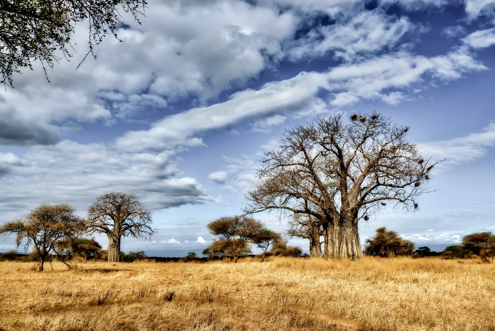 What to expect from a luxury African hunting safari