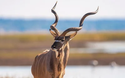 Tracking Kudu in the Eastern Cape | Avula Safaris