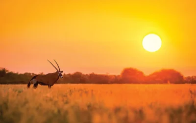 Chasing the Sunrise in the Bushveld | Avula Safaris