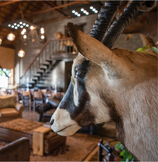 A Hunter’s Safari Bucket List