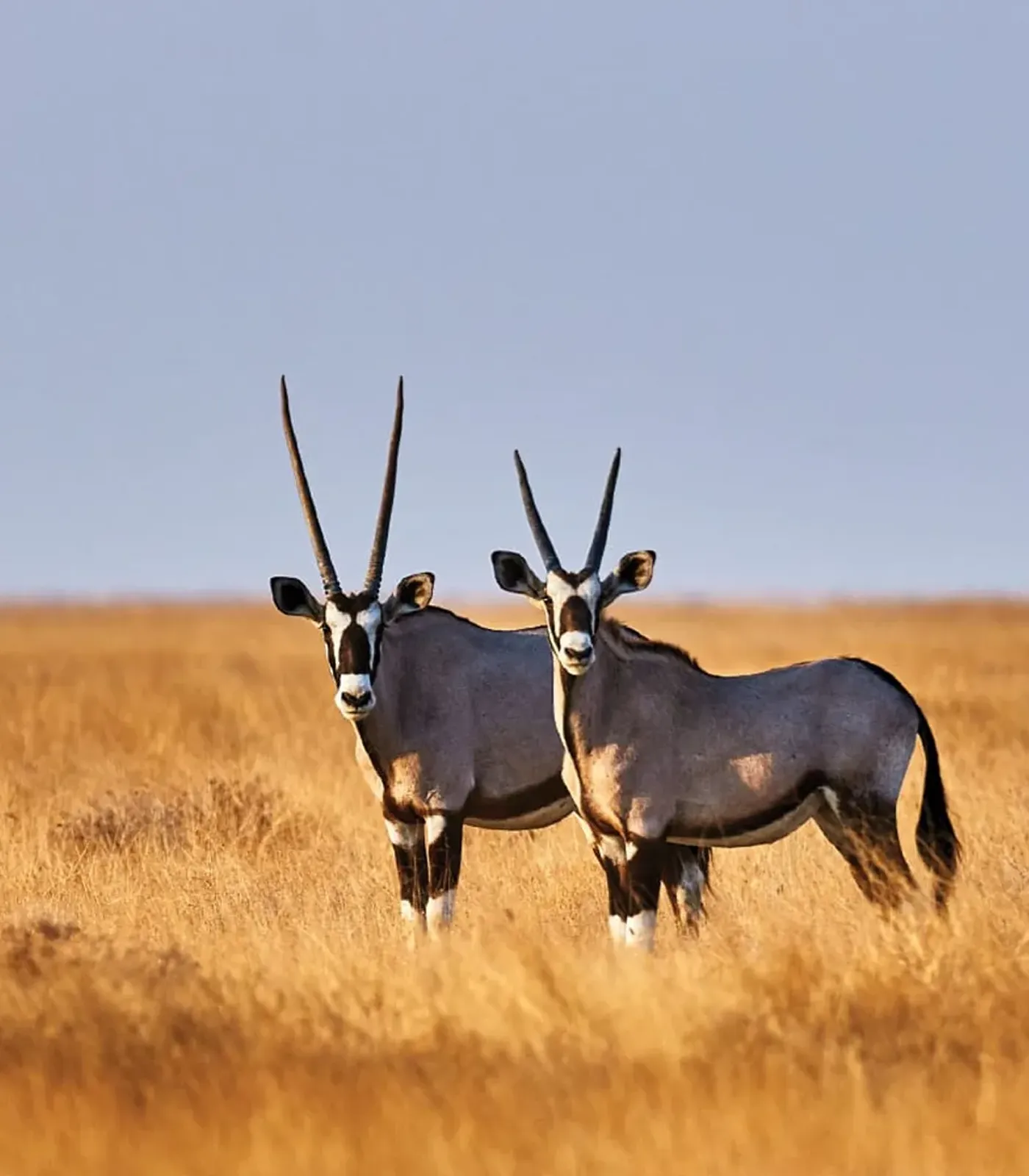 hunting safari africa prices