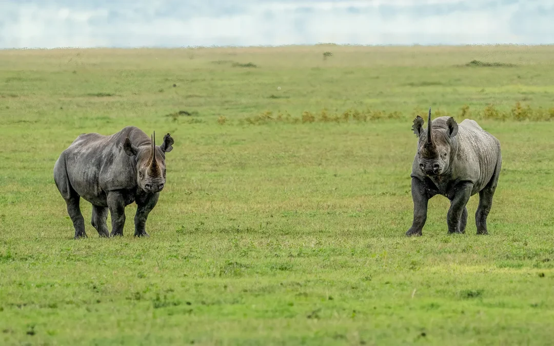 Rainstorms and Rhinos: A Trip to Remember | Avula Safaris