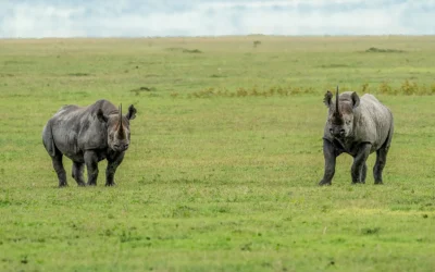 Rainstorms and Rhinos: A Trip to Remember | Avula Safaris
