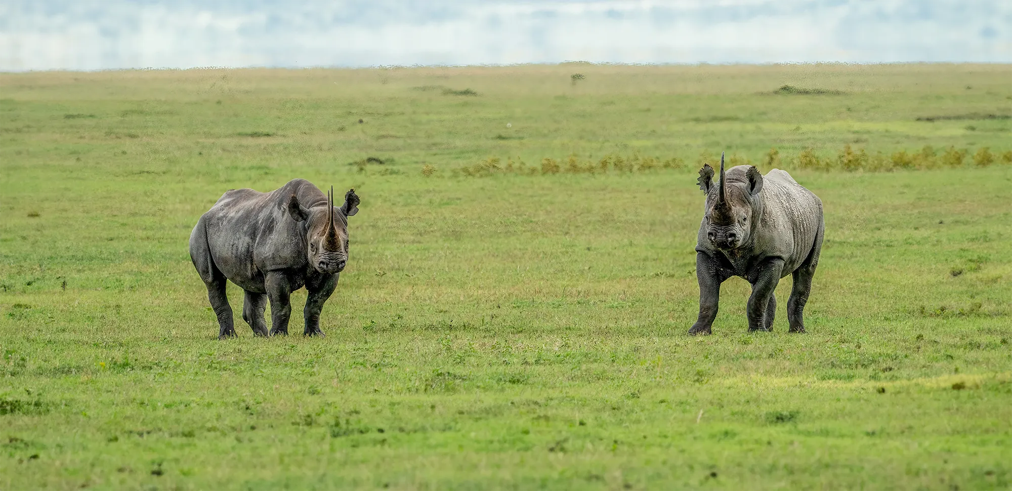 Rhino-BACK_
