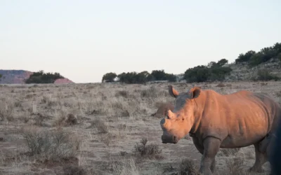 How Private Reserves Fund Anti-Poaching | Avula Safaris