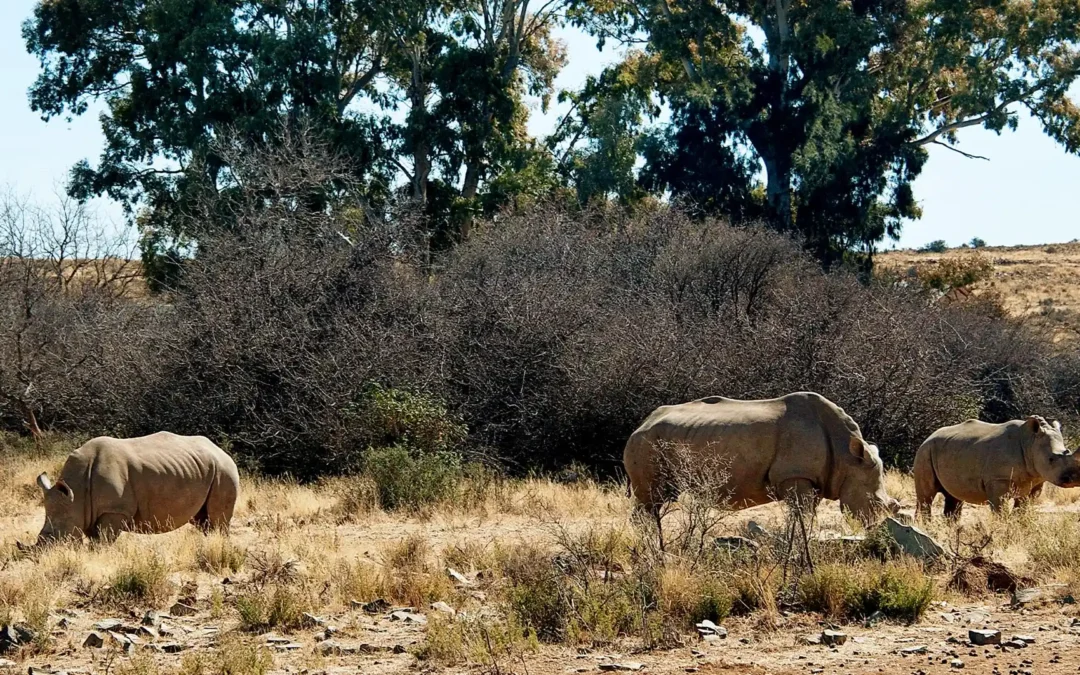 Spotlight: Rhinos & the Fight Against Extinction | Avula Safaris