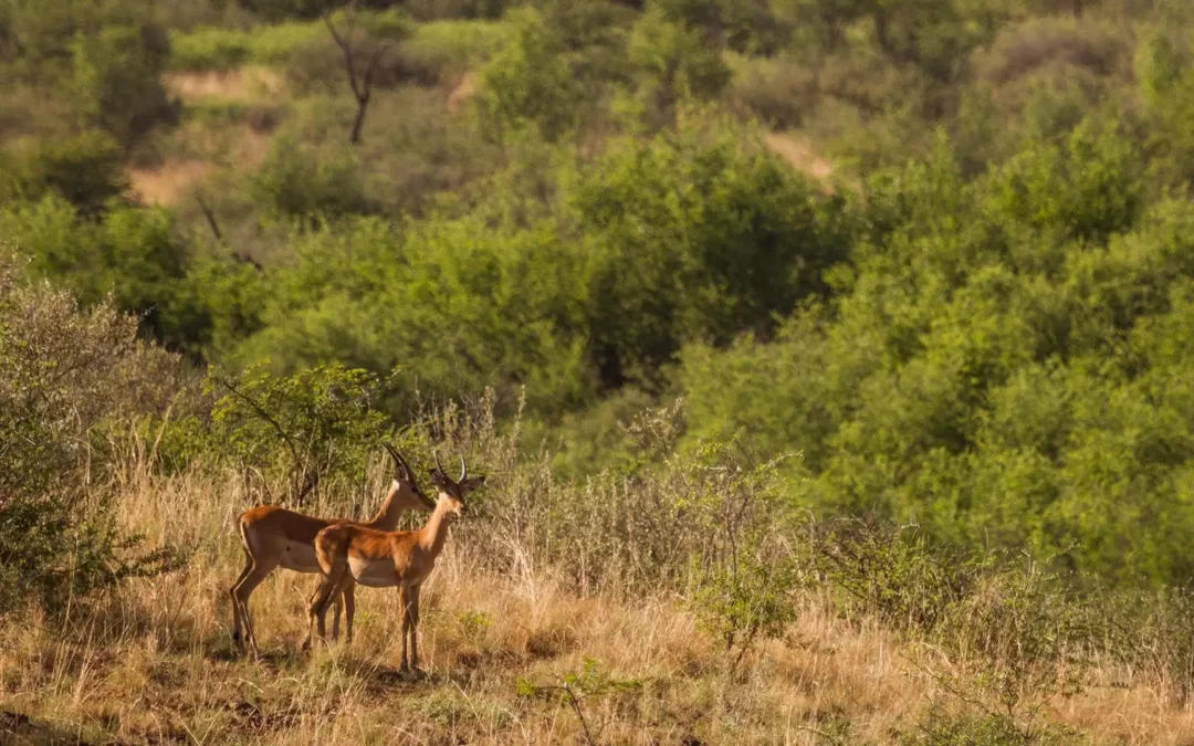 How to Support Conservation After Your Trip | Avula Safaris