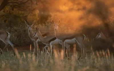 African hunting safari packages