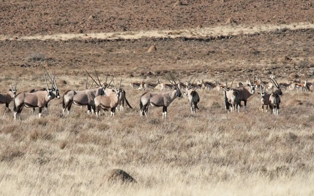 Understanding “Culling” vs. Conservation | Avula safaris